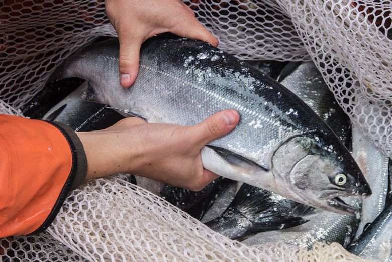 The Different Salmon Species Explained - Well Seasoned Studio