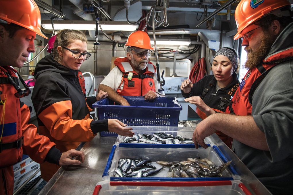 On NOAA’s research vessel, the Bell M. Shimada, scientists sort a catch from their survey off Washington’s coast. The surveys, conducted each June since 1998, help them explore factors influencing the ocean survival of juvenile salmon. (Steve Ringman / The Seattle Times)