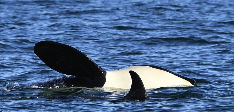 Scientists are worried orca grandmother J17 won’t live through the year. Here, she has lost so much fat that the curve of her neck shows, a condition called “peanut head.” (Courtesy of The Center for Whale Research, under NMFS permit 21238 and DFO SARA permit 388)