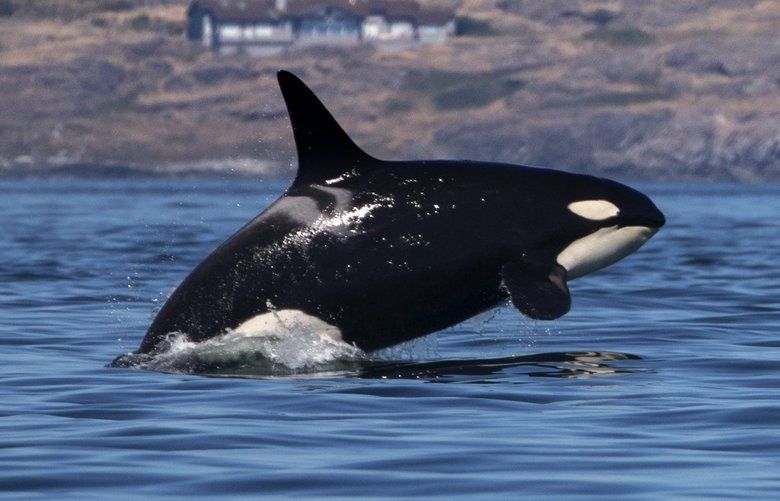 Despite harm to Puget Sound orcas, Canada should expand Trans Mountain ...