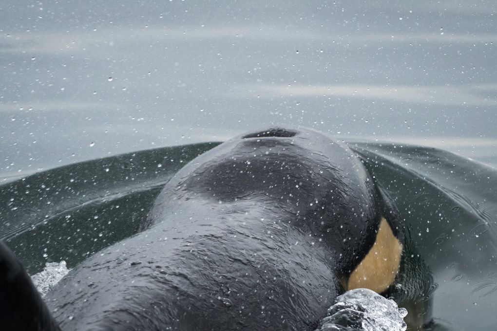 The misshapen head of J50 is a sign of starvation. She died in September, despite efforts in which scientists gave her antibiotics and explored ways to feed her medicated fish. (Courtesy of Katy Foster, taken under NOAA permit 18786-03)