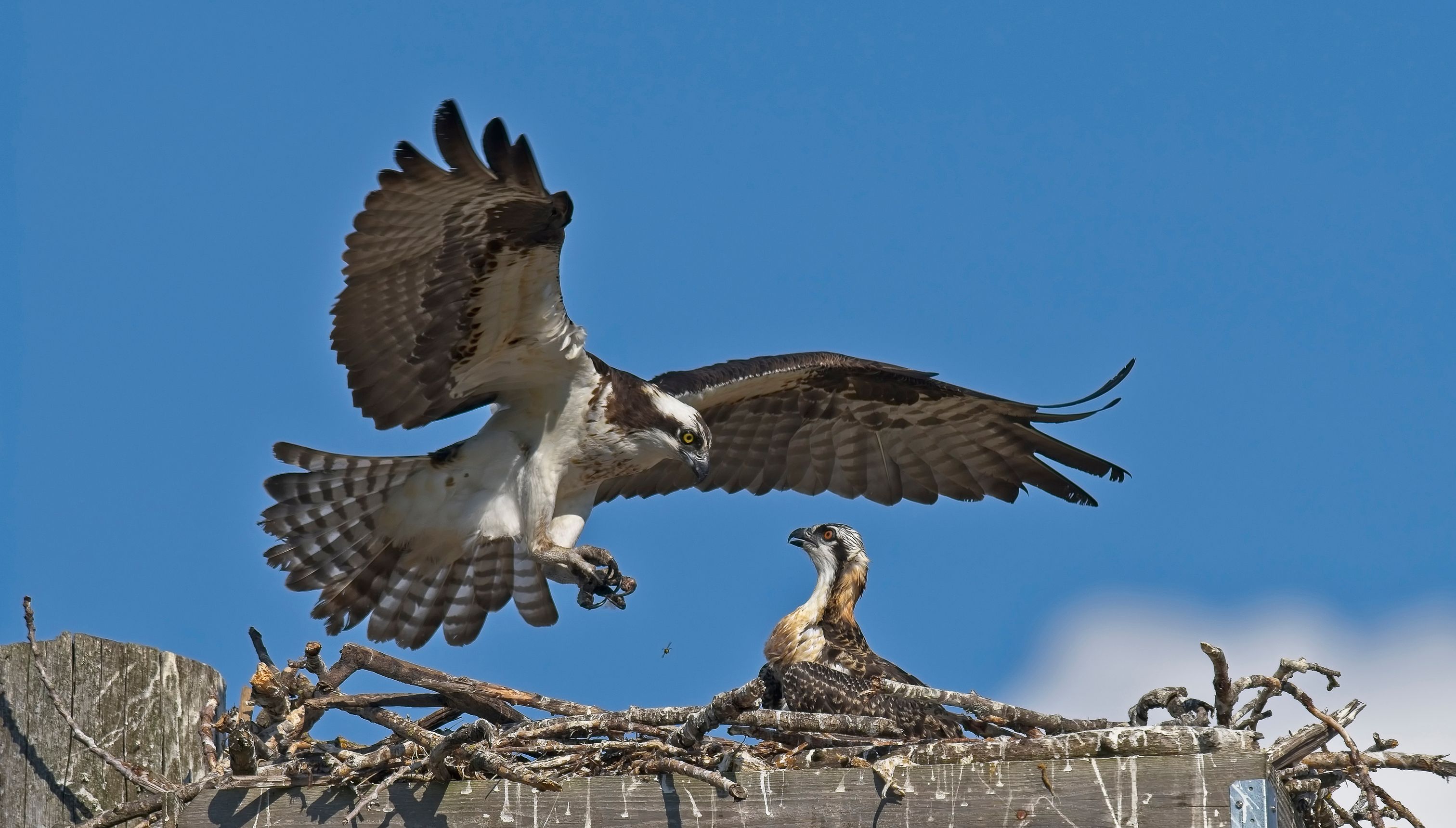 difference between male and female osprey backpacks