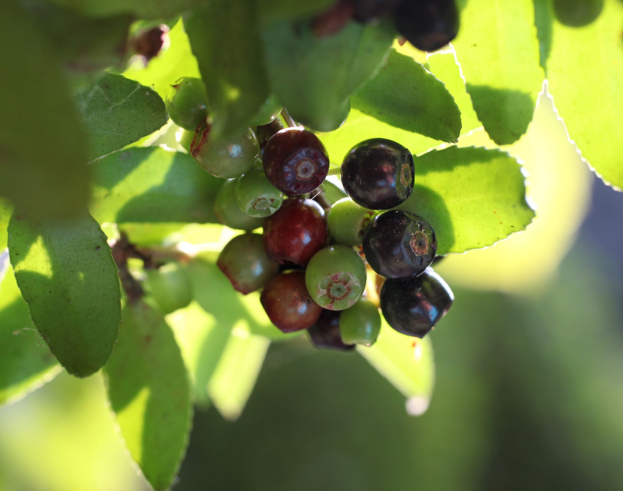 Types of Wild Berries - Gardening Channel