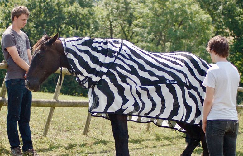 Why do zebras have stripes? Perhaps to dazzle away flies The Seattle