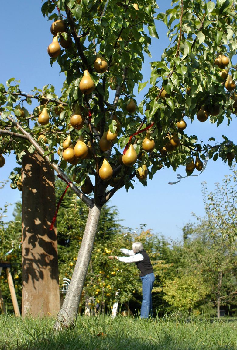 best-fruit-trees-to-grow-in-eastern-washington-fruits-gardener