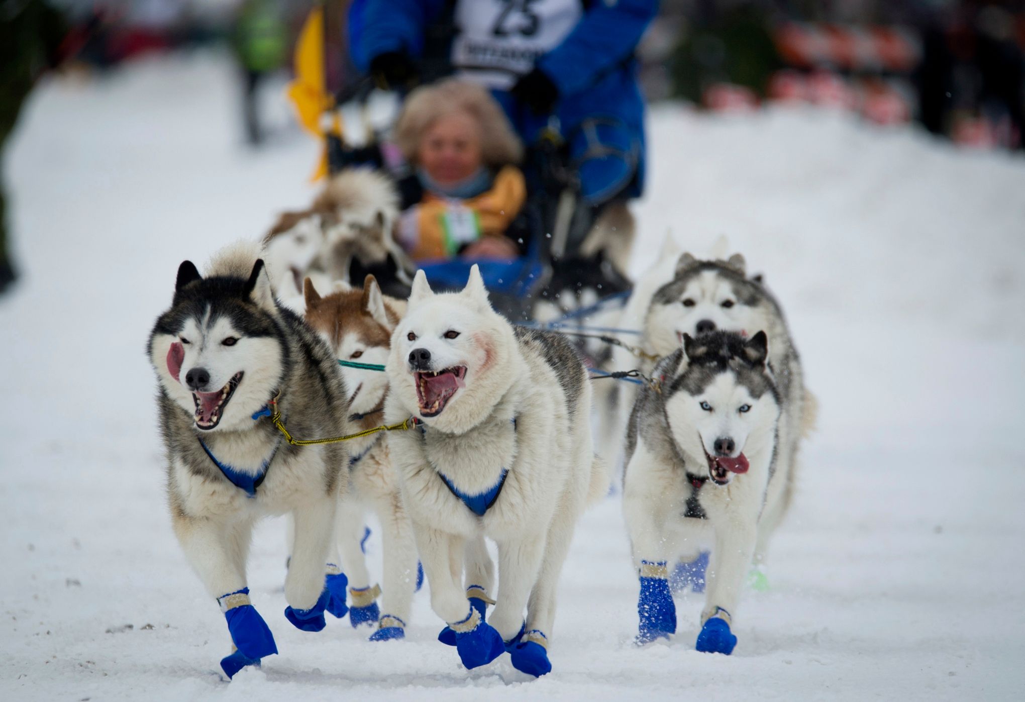 Image issues hound start of Alaska's Iditarod sled dog race | The Seattle  Times, image size:2040x1397