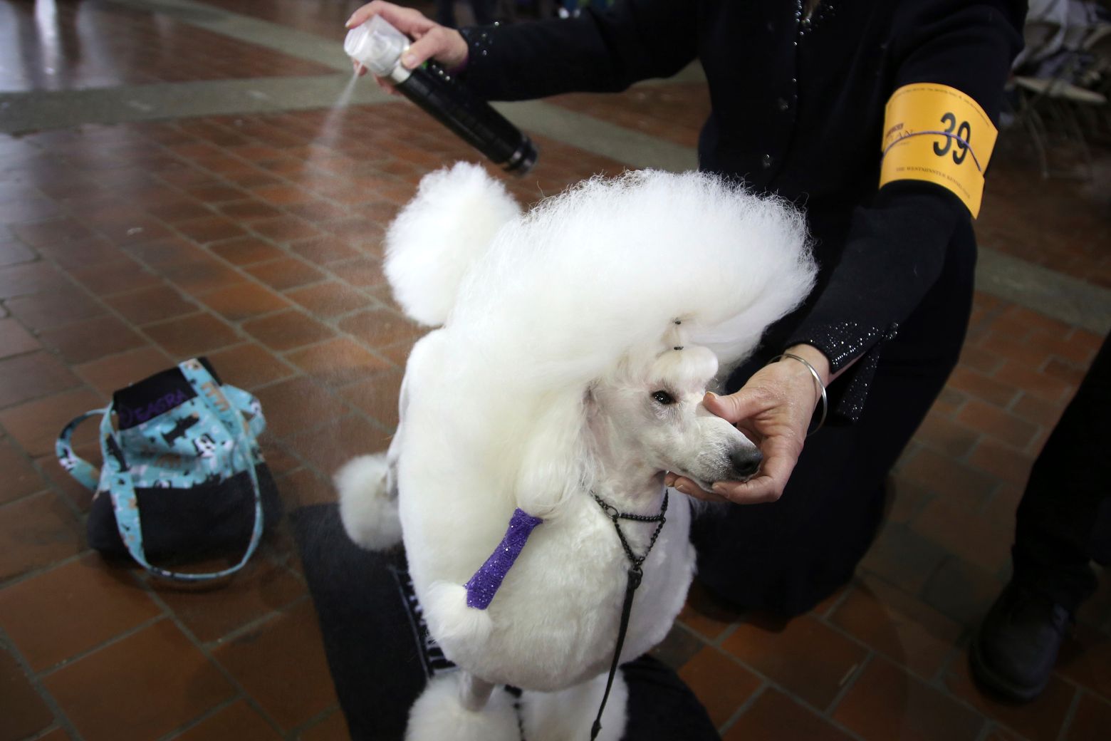 what happened to the schipperke at westminster dogshow