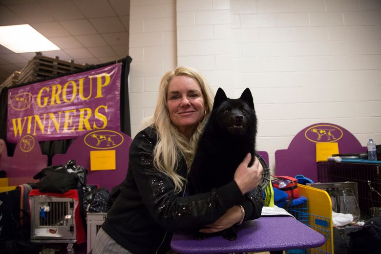 what happened to the schipperke at westminster dogshow