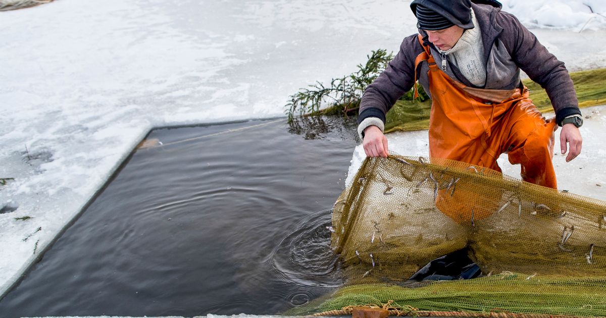 Fishing rapid tour around Lithuania. Part 1. Fishing in Lithuania