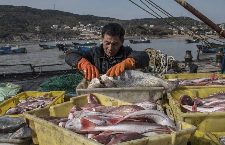 FILE — A buyer checks fish on Sijiao Island, in China’s Zhoushan chain, Feb. 7, 2018. Fish populations are declining as oceans warm, putting a key source of food and income at risk for millions of people, according to new research. (Gilles Sabrie/The New York Times) XNYT110 XNYT110