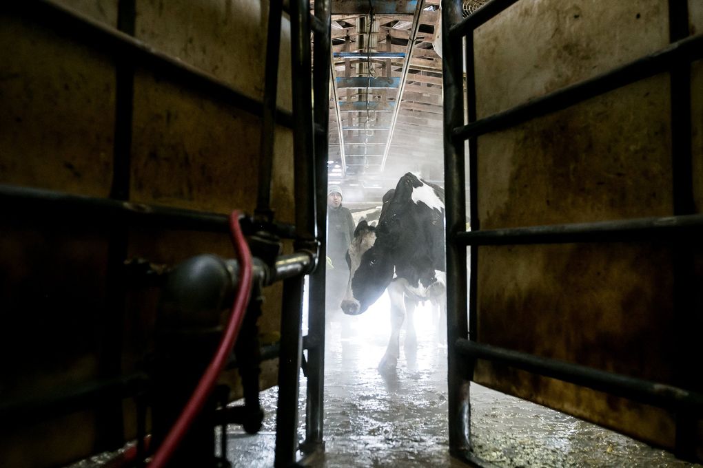 Cows wait their turn for the first milking of the day at J & K Dairy. Farmer Jason Sheehan and his crew are working to help heal cows suffering frostbite after the Feb. 9 blizzard. (Amanda Ray / Yakima Herald-Republic)