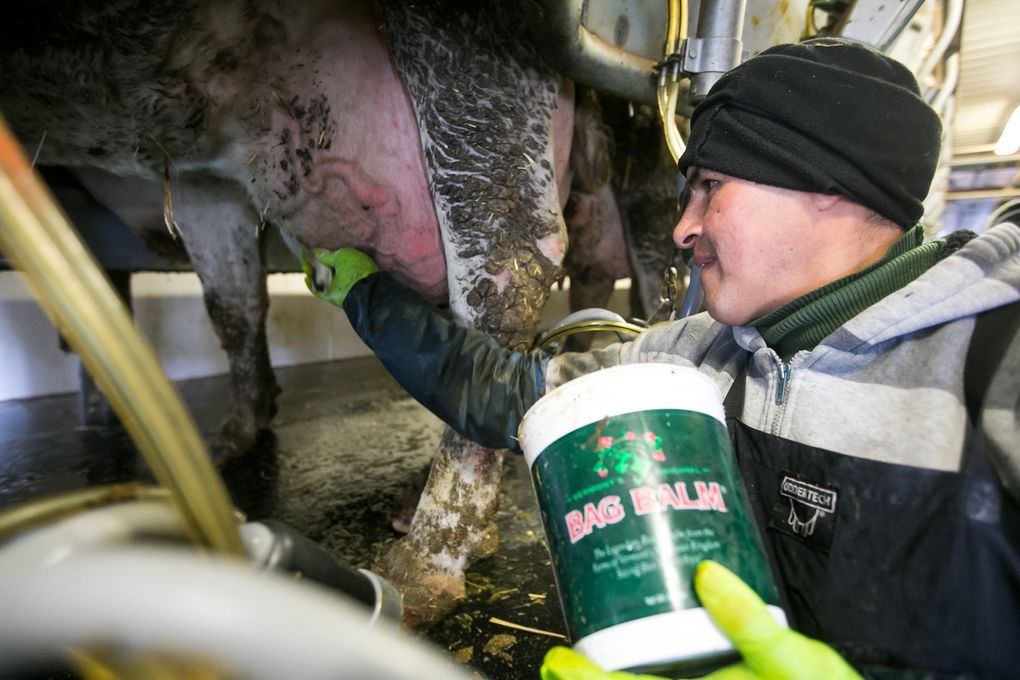 Gabino Rojas rubs Bag Balm, an intense healing formula, on a cow’s udder tissue in the milking parlor at J & K Dairy. The blizzard left some 500 of the dairy’s cows with frostbite on their teats, turning parts black and killing the tissue. (Amanda Ray / Yakima Herald-Republic)