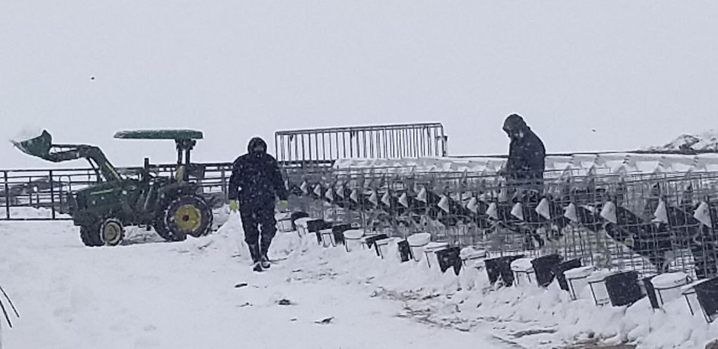 On Feb. 9, workers at the J & K Dairy in Sunnyside clear snow to get feed to calves at the calf kennels. The blizzard resulted in the deaths of 1,850 dairy cows in dairies in the area.
These images were taken by Jason Sheehan, one of the J & K Dairy owners. (Courtesy of Jason Sheehan)