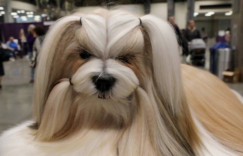 Hundreds of dogs strut their stuff at Seattle Kennel Club’s annual show The Seattle Times
