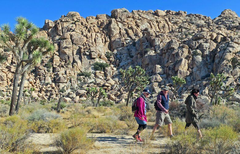 The Boy Scout Trail takes hikers through the Mojave Desert alongside dramatic rock features in Joshua Tree National Park.