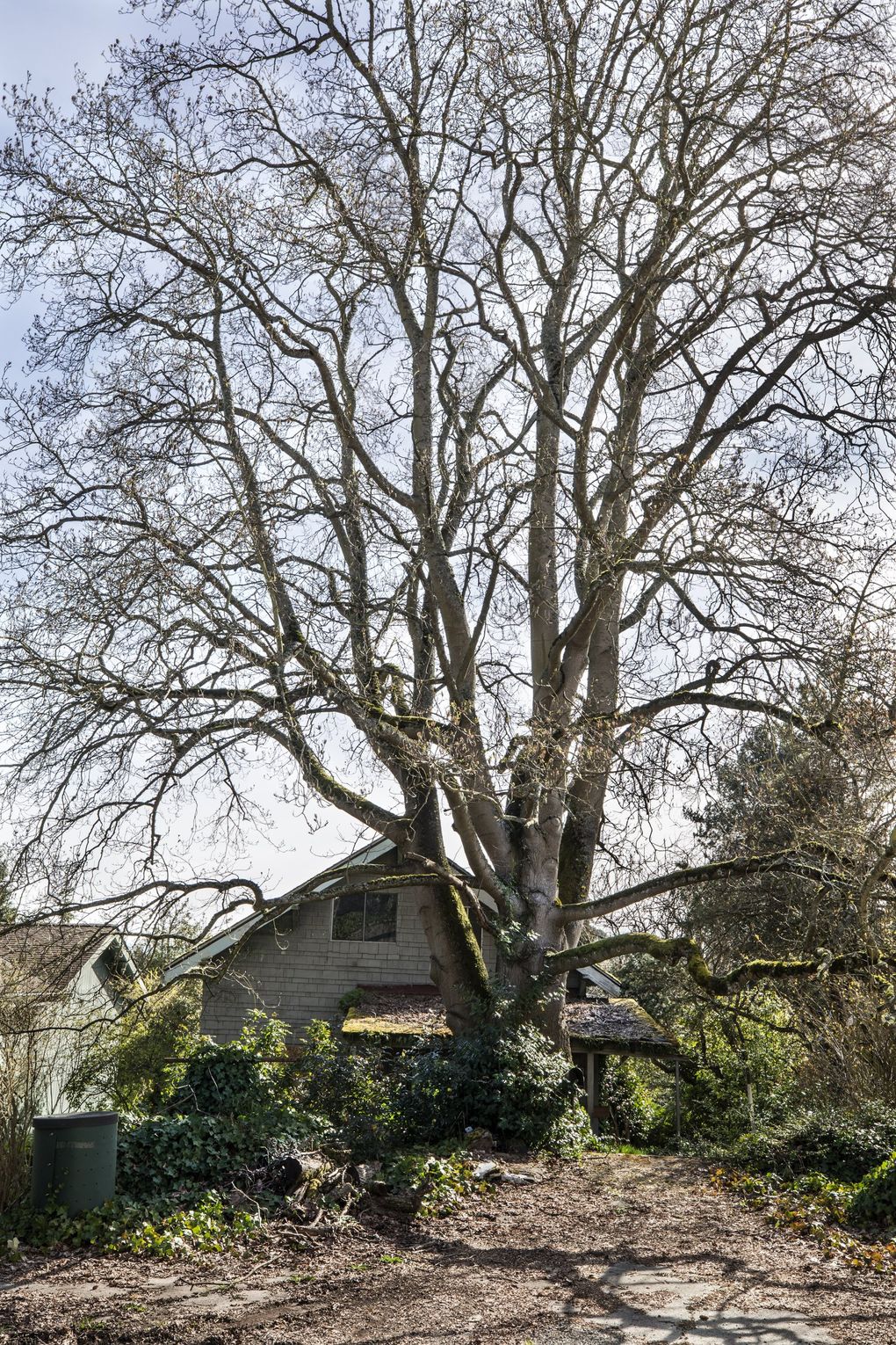 This tulip tree that Queen Anne neighbors are trying to save is nearly 90 feet tall, with a diameter of 44 inches. That classifies it as “exceptional” by city code. (Steve Ringman / The Seattle Times)