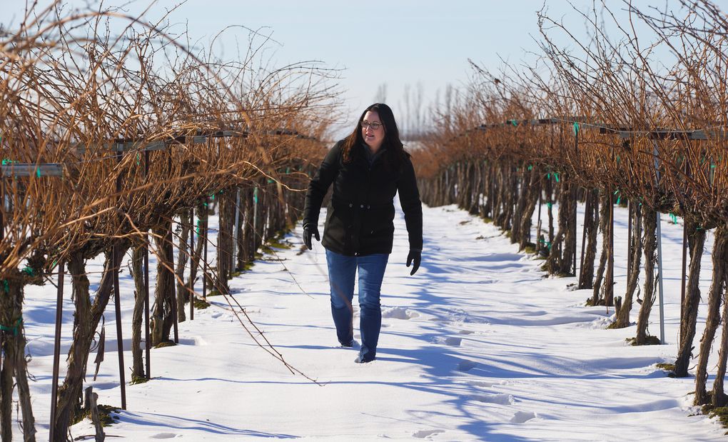Katie Gordon Nelson walks along the grape vines at Kamiak Vineyards near Pasco, where grape vines for four decades have been irrigated by water drawn from a well that depends on a pool from a dam on the lower Snake River. (Mike Siegel / The Seattle Times)