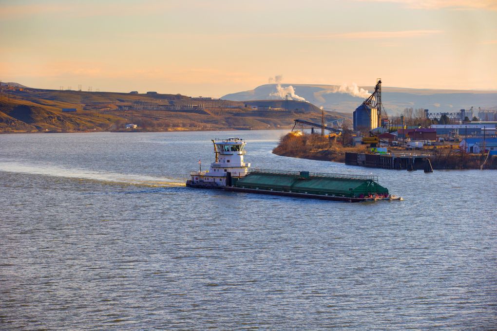 Captain Jim Fletcher guides the Snake River towboat Granite Point down the Snake River near Clarkston, Wash. The Granite Point is delivering 3,600 tons of soft white wheat downriver, likely for export to Asia. (Mike Siegel / The Seattle Times)