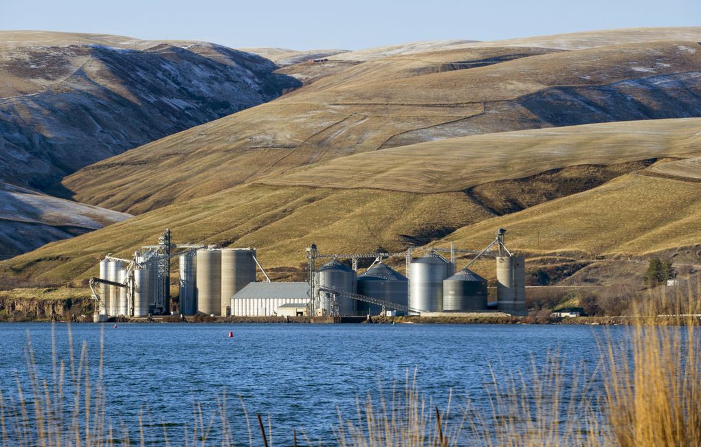 Dam advocates say breaching the Snake’s dams would lead to higher shipping prices that would cut profits of wheat growers by half or more, forcing many farming families out of business. (Mike Siegel / The Seattle Times)