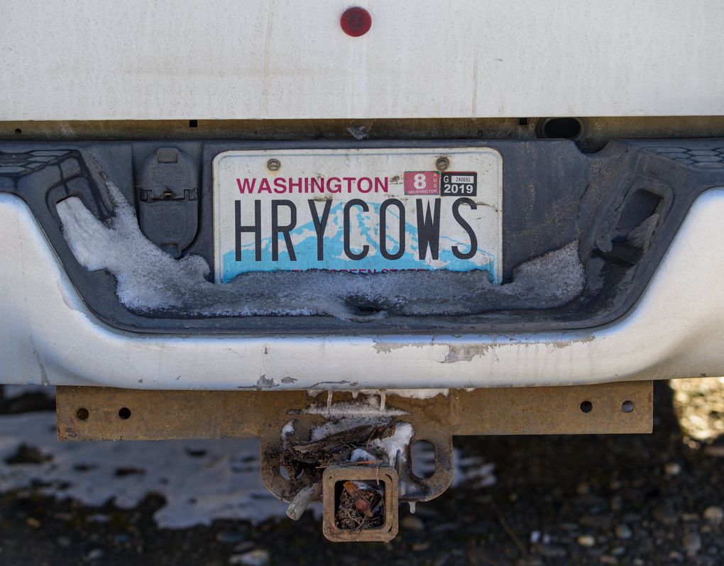 Tom Kammerzell, owner of Maple K Farms in Colfax, raises Highland cattle. They have long horns and long, wavy, woolly coats, which is why his personalized license plate reads, “HRYCOWS.” (Mike Siegel / The Seattle Times)