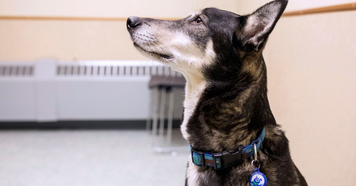 Anchorage pets get hightech help in the event they get lost The