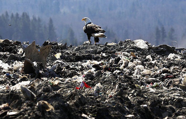 A bald eagle — one of two hundred estimated to be on-site by assistant operations manager Scott Barden — is seen in the almost-full Area 7 at Cedar Hills Regional Landfill, Tuesday, March 19, 2019 in Maple Valley. The County Council must decide to either expand the landfill, which is almost full, or do something else. 209632