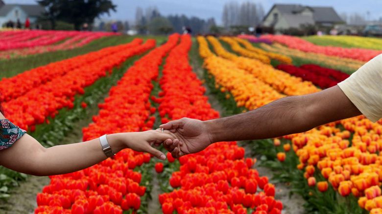 are dogs allowed at skagit tulip festival