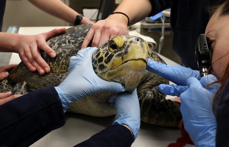 It’s checkup time for sea turtles at Point Defiance Zoo | The Seattle Times