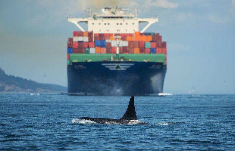 ONE TIME USE !! FREELANCE PHOTO. DO NOT USE WITHOUT PERMISSION OF A PHOTO EDITOR:
The souther resident orca L87, also known as Onyx) travels a traditional route that follows salmon migration in Haro Strait, a location also bisected by shipping lanes. The route follows the haro strait to boundary pass and then up the strait of Georgia toward the Frazier River near Vancouver right along the shipping lanes. This photo was taken north of San Juan Island near Stuart island. ONE TIME USE!!!