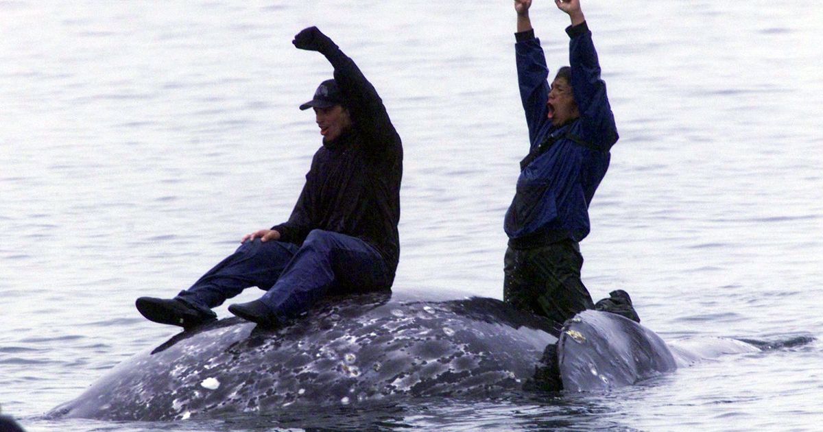 Feds propose allowing Makah tribe to hunt gray whales again | The Seattle  Times