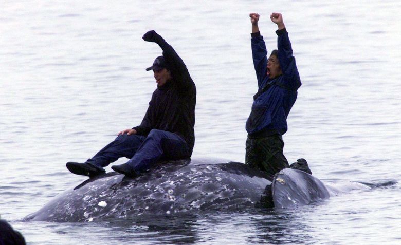 person riding a whale