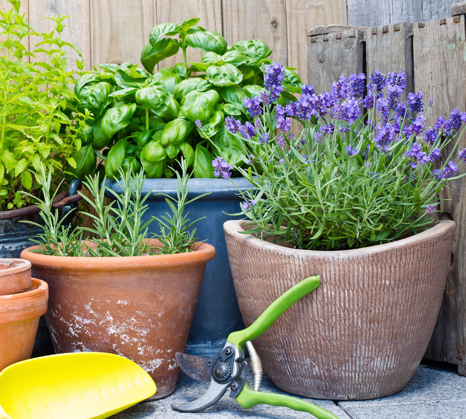 Lavender, Rosemary & Thyme  A Must for Every Garden - You Make It