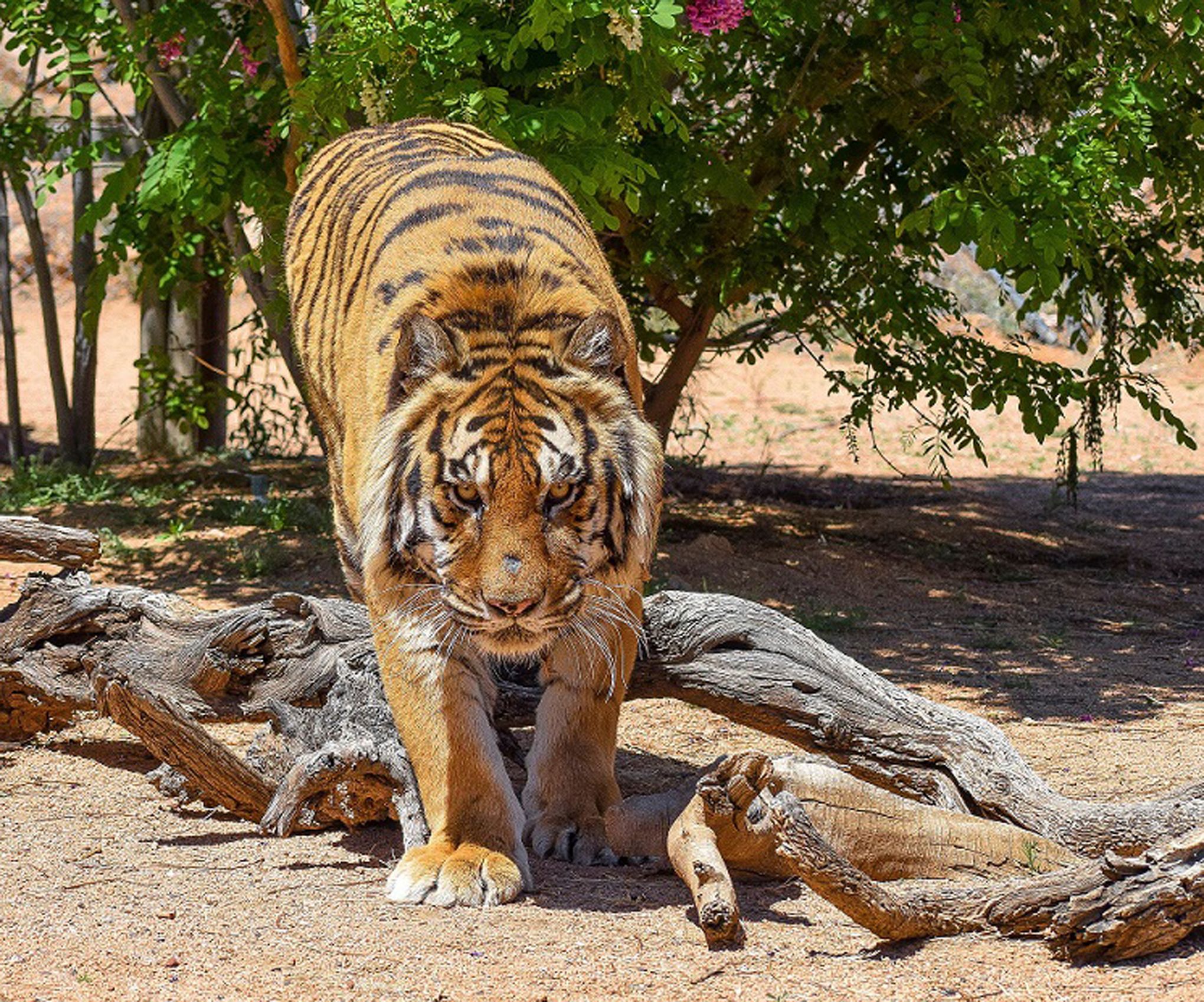 Siberian Tiger vs Bengal Tiger: What's the Difference? - A-Z Animals