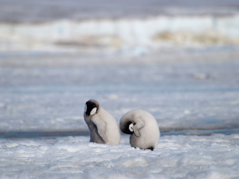Major emperor penguin breeding ground gone barren since 2016