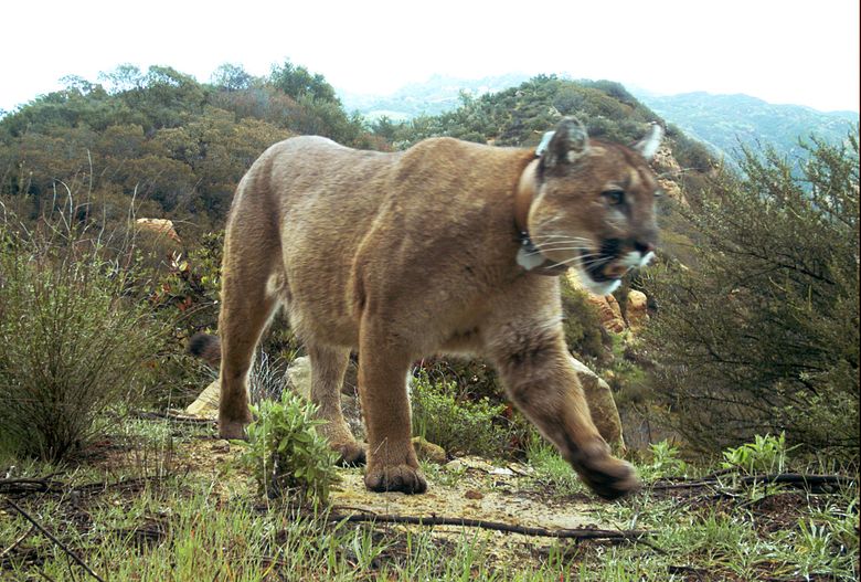 Mountain Lion and Bobcat Died From Effects of Rat Poison – NBC Los Angeles