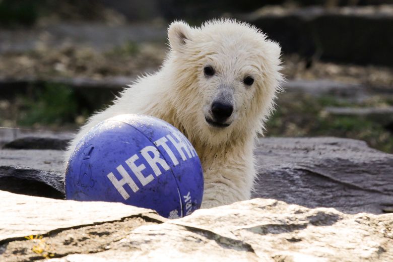 Bears Announce Fall Ball Schedule