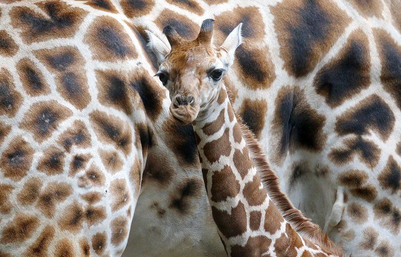 Woodland Park Zoo’s baby male giraffe Hasani stays close to mom Olivia while meeting the press, Thursday, May 16, 2019 in Seattle. Not on view yet to the public, the two-week-old met the press during some increased outdoor time. 210294