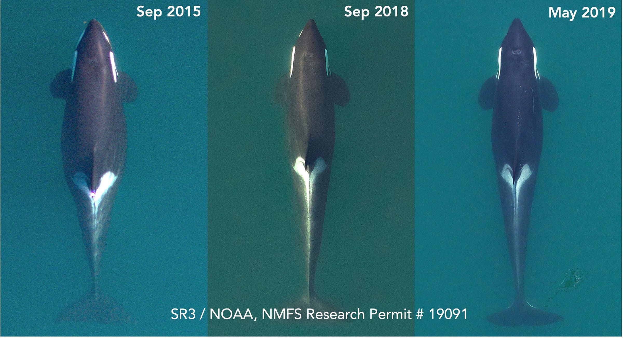 Southern resident orca matriarch J17 continues to decline, new