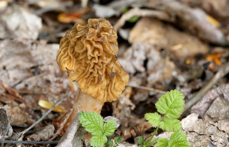 Want to get into mushroom foraging without accidentally poisoning