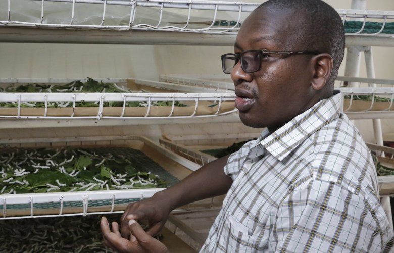 In this photo taken Friday, April 26, 2019, Director of the National Sericulture Research Center, Muo Kasina, stands by silkworms feeding on mulberry leaves at the center in Thika, Kenya. A growing number of Kenyan farmers are turning to silk production as they move away from traditional cash crops such as coffee, maize, sugarcane and cotton, with the mulberry trees the silkworms need to survive seen as less affected by a changing climate. (AP Photo/Khalil Senosi) NAI104 NAI104