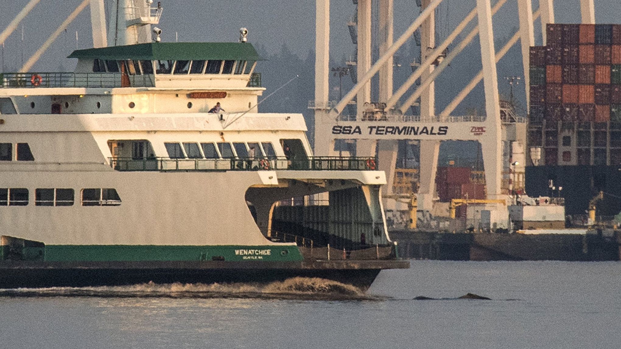 Washington changes state bird, ferry vessel names as Seahawks fever reaches  new heights – GeekWire