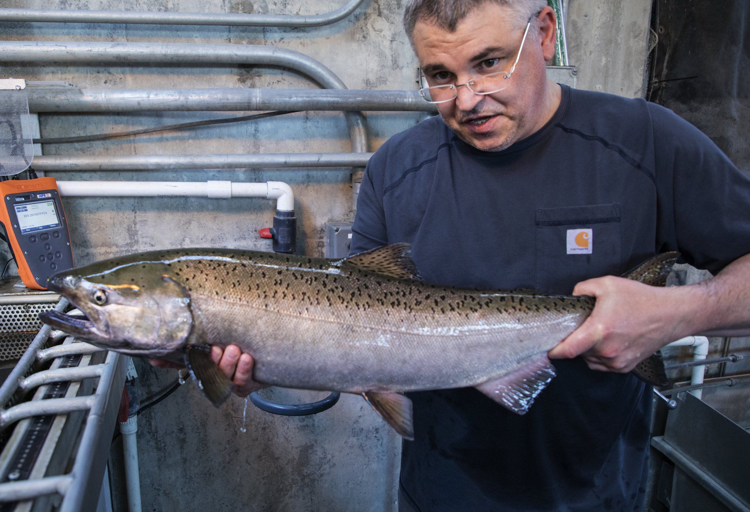 Chinook bust on the Columbia: Spring returns worse than forecast
