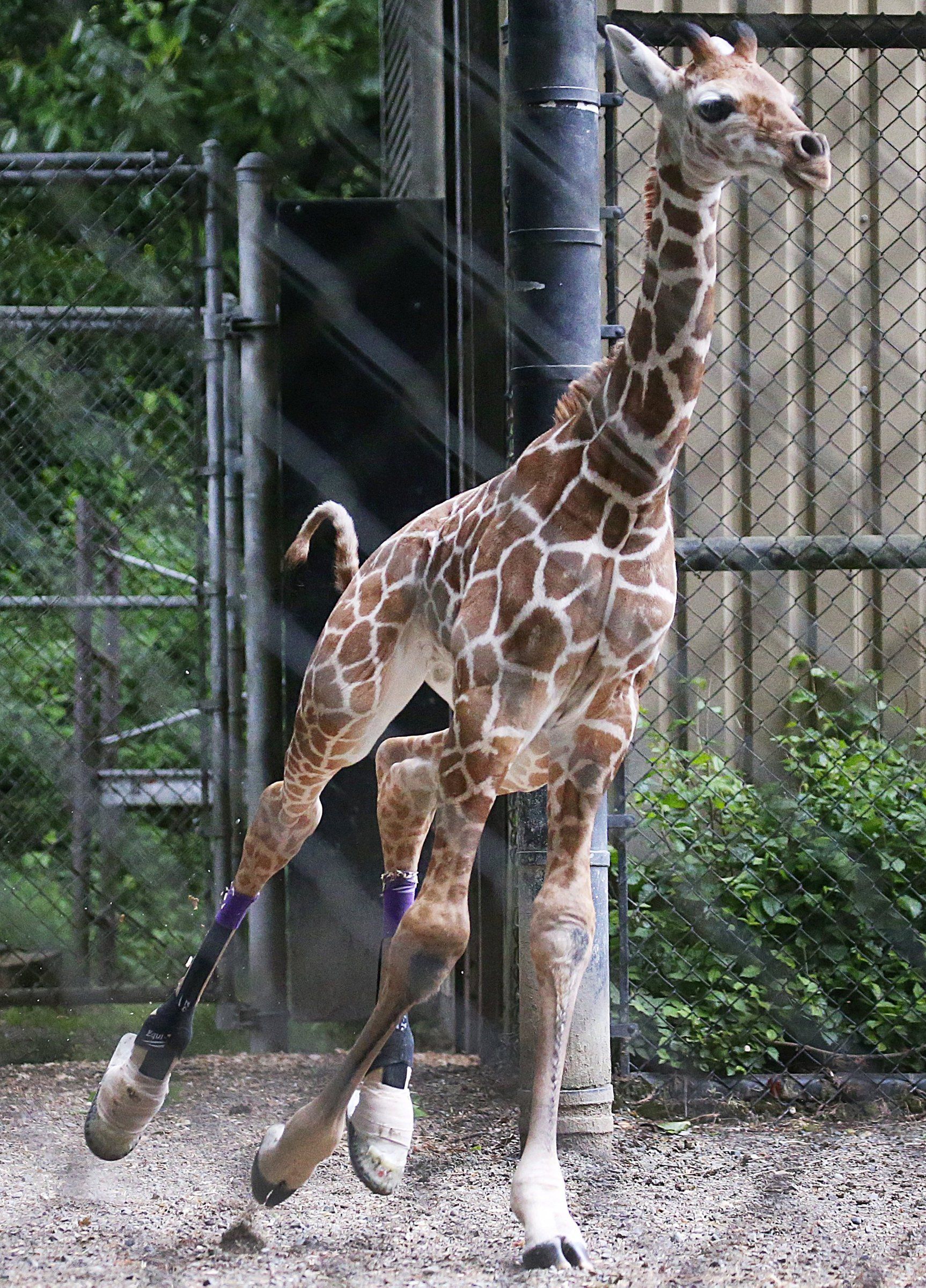 Baby 2025 giraffe shoes