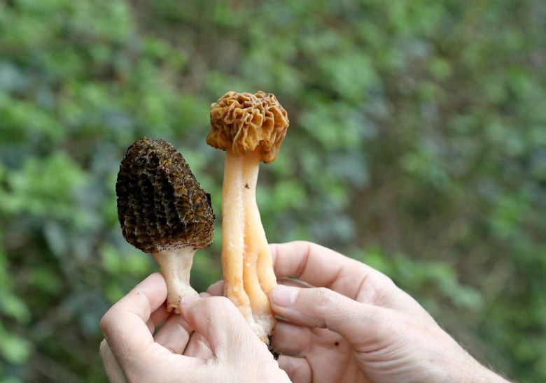 False Morel Mushrooms - Everything You Need to Know - Mushroom