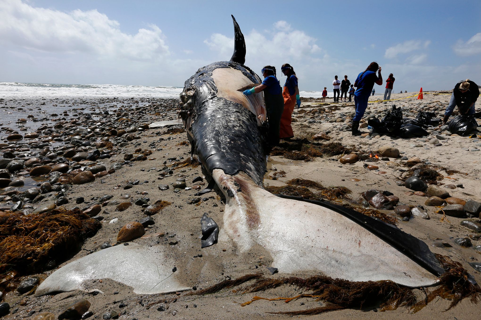 Сколько китов погибло. Кит живой. Истребление морских животных.