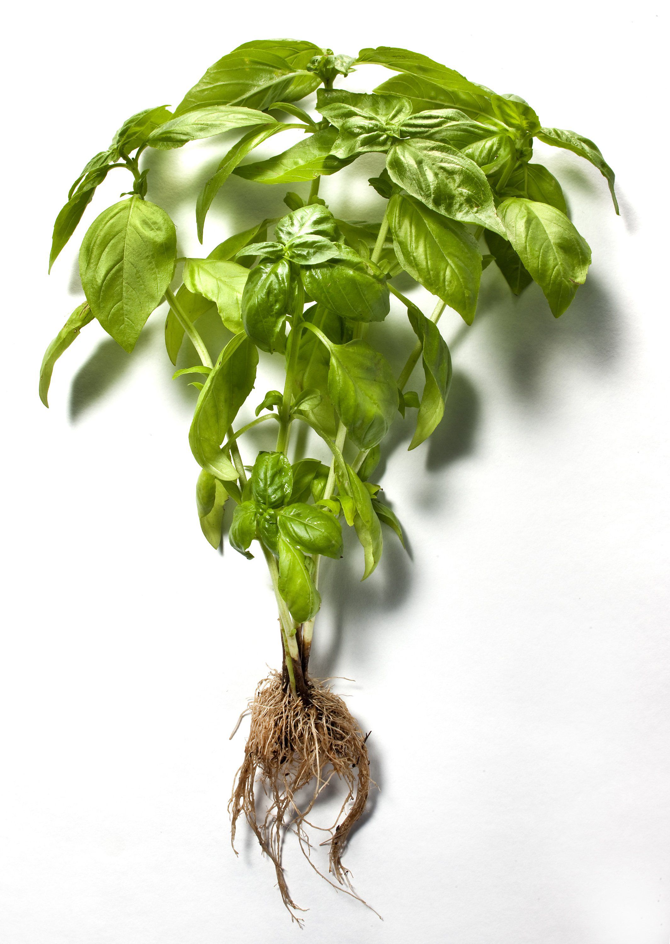 Once it warms up it s all about that basil The Seattle Times