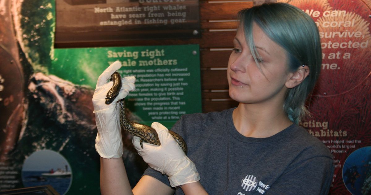 Anna the anaconda got pregnant all by herself — by ‘virgin birth’ | The ...