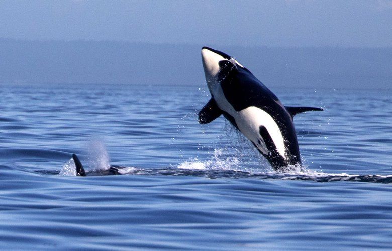 July 14, 2018. Southern resident orcaís off of the west side of San Juan Island. 206917 206917