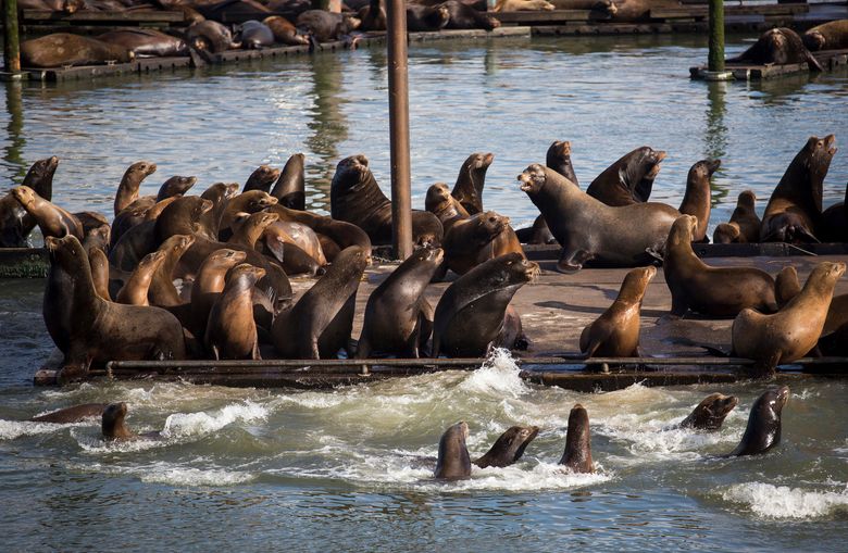 Sea lions at Pier 39 in San Francisco: 30 Years Later - The New York Times