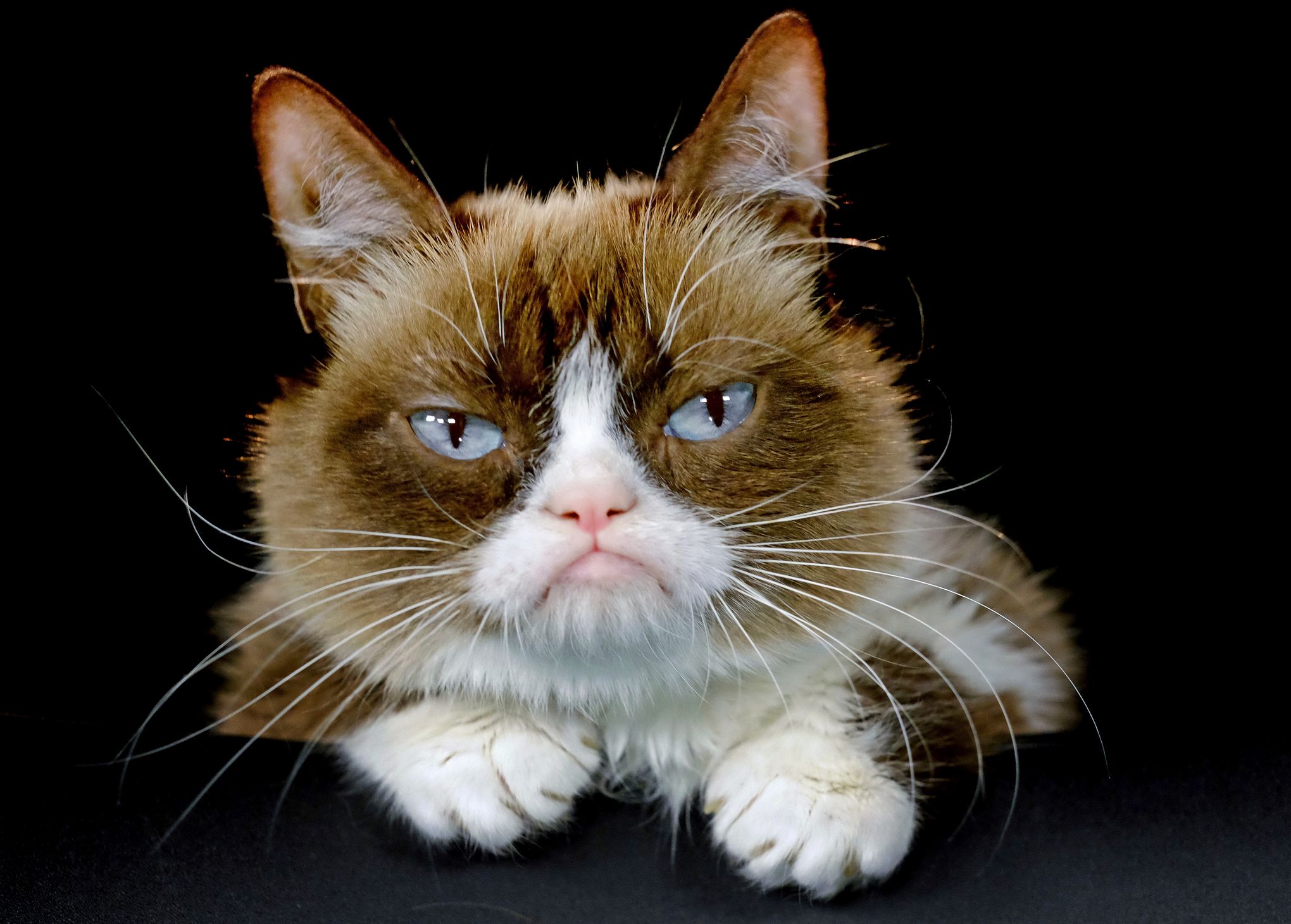 Grumpy Cat Dies at Seven After Becoming Internet Sensation - Bloomberg